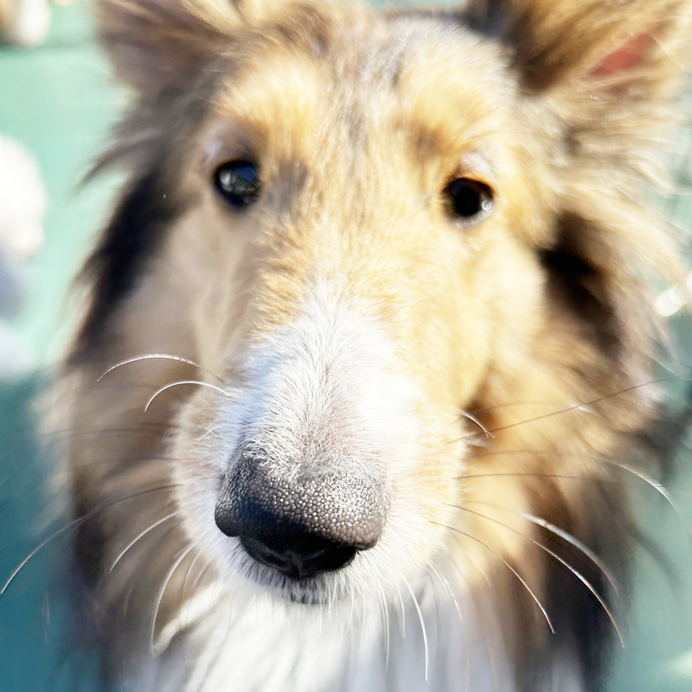 生徒が撮影したモデル犬♪①